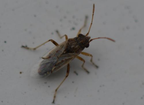 Nysius (graminicola-senecionis)